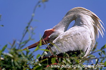 White Stork (Ciconia ciconia) - Cigogne blanche - 20394