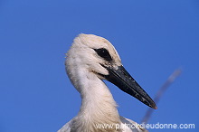 White Stork (Ciconia ciconia) - Cigogne blanche - 20396
