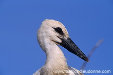 White Stork (Ciconia ciconia) - Cigogne blanche - 20396 White Stork (Ciconia ciconia) - Cigogne blanche - 20396