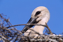 White Stork (Ciconia ciconia) - Cigogne blanche - 20397