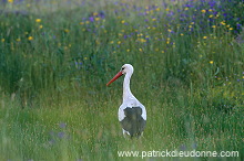 White Stork (Ciconia ciconia) - Cigogne blanche - 20398 White Stork (Ciconia ciconia) - Cigogne blanche - 20398
