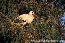 White Stork (Ciconia ciconia) - Cigogne blanche - 20399 White Stork (Ciconia ciconia) - Cigogne blanche - 20399