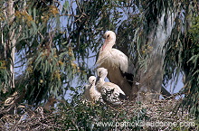 White Stork (Ciconia ciconia) - Cigogne blanche - 20400