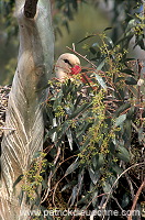 White Stork (Ciconia ciconia) - Cigogne blanche - 20401