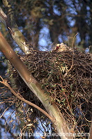 White Stork (Ciconia ciconia) - Cigogne blanche - 20402