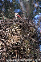 White Stork (Ciconia ciconia) - Cigogne blanche - 20405