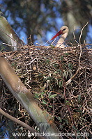 White Stork (Ciconia ciconia) - Cigogne blanche - 20406