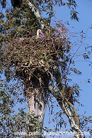 White Stork (Ciconia ciconia) - Cigogne blanche - 20408