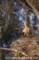 White Stork (Ciconia ciconia) - Cigogne blanche - 20409