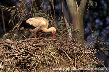 White Stork (Ciconia ciconia) - Cigogne blanche - 20412 White Stork (Ciconia ciconia) - Cigogne blanche - 20412