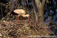 White Stork (Ciconia ciconia) - Cigogne blanche - 20412