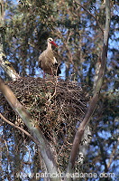 White Stork (Ciconia ciconia) - Cigogne blanche - 20413