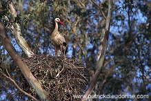 White Stork (Ciconia ciconia) - Cigogne blanche - 20414 White Stork (Ciconia ciconia) - Cigogne blanche - 20414