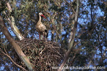 White Stork (Ciconia ciconia) - Cigogne blanche - 20414