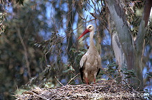 White Stork (Ciconia ciconia) - Cigogne blanche - 20415 White Stork (Ciconia ciconia) - Cigogne blanche - 20415
