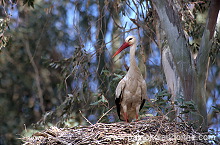 White Stork (Ciconia ciconia) - Cigogne blanche - 20415