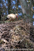 White Stork (Ciconia ciconia) - Cigogne blanche - 20417