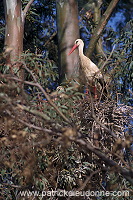 White Stork (Ciconia ciconia) - Cigogne blanche - 20418