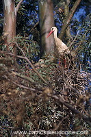 White Stork (Ciconia ciconia) - Cigogne blanche - 20418 White Stork (Ciconia ciconia) - Cigogne blanche - 20418