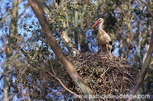 White Stork (Ciconia ciconia) - Cigogne blanche - 20420