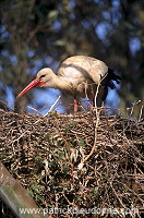 White Stork (Ciconia ciconia) - Cigogne blanche - 20421 White Stork (Ciconia ciconia) - Cigogne blanche - 20421