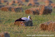 White Stork (Ciconia ciconia) - Cigogne blanche - 20444