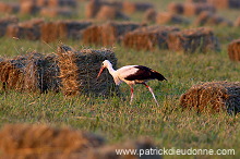 White Stork (Ciconia ciconia) - Cigogne blanche - 20445