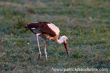 White Stork (Ciconia ciconia) - Cigogne blanche - 20447