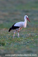 White Stork (Ciconia ciconia) - Cigogne blanche - 20450