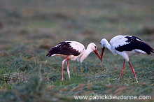 White Stork (Ciconia ciconia) - Cigogne blanche - 20451