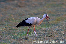 White Stork (Ciconia ciconia) - Cigogne blanche - 20452