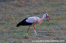 White Stork (Ciconia ciconia) - Cigogne blanche - 20452 White Stork (Ciconia ciconia) - Cigogne blanche - 20452