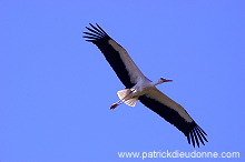 White Stork (Ciconia ciconia) - Cigogne blanche - 20453