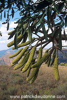 Blyde river canyon, South Africa - Afrique du Sud - 21112