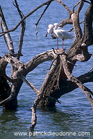 Mankwe Dam, Pilanesberg Park, South Africa - Afrique du Sud - 21133