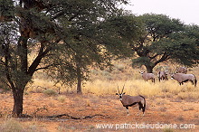 Kalahari-Gemsbok Park, South Africa - Afrique du Sud - 21140