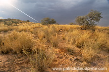 Kalahari-Gemsbok Park, South Africa - Afrique du Sud - 21145