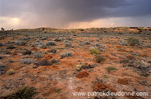 Kalahari-Gemsbok Park, South Africa - Afrique du Sud - 21147