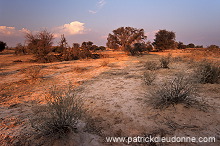 Kalahari-Gemsbok Park, South Africa - Afrique du Sud - 21151