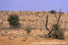 Kalahari-Gemsbok Park, South Africa - Afrique du Sud - 21142