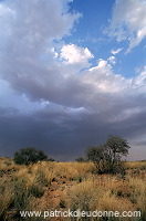 Kalahari-Gemsbok Park, South Africa - Afrique du Sud - 21154