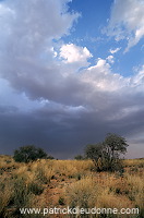 Kalahari-Gemsbok Park, South Africa - Afrique du Sud - 21154 Kalahari-Gemsbok Park, South Africa - Afrique du Sud - 21154