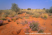 Kalahari-Gemsbok Park, South Africa - Afrique du Sud - 21150 Kalahari-Gemsbok Park, South Africa - Afrique du Sud - 21150