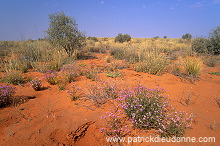 Kalahari-Gemsbok Park, South Africa - Afrique du Sud - 21150