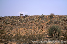 Kalahari-Gemsbok Park, South Africa - Afrique du Sud - 21141