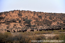 Kalahari-Gemsbok Park, South Africa - Afrique du Sud - 21143