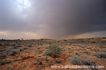 Kalahari-Gemsbok Park, South Africa - Afrique du Sud - 21155