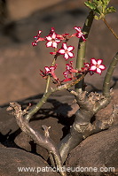 Kruger National Park, South Africa - Afrique du Sud - 21161