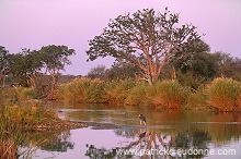 Kruger National Park, South Africa - Afrique du Sud - 21164 Kruger National Park, South Africa - Afrique du Sud - 21164