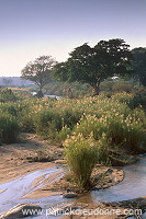 Kruger National Park, South Africa - Afrique du Sud - 21165